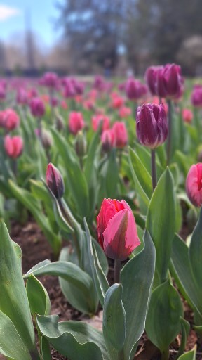 A field of pink and purple tulips.
