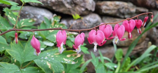 close up shot of flowers on a stem