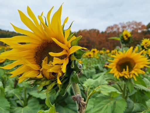 Sunflower field in the fall